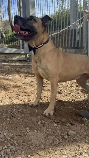 Astro canile basso lazio | Foto 0