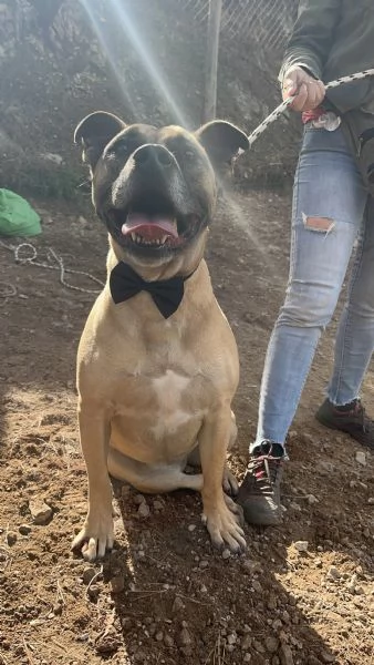 Astro canile basso lazio