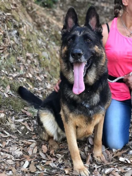 Athena canile basso lazio