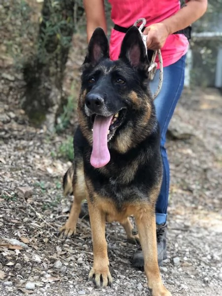 Athena canile basso lazio | Foto 4