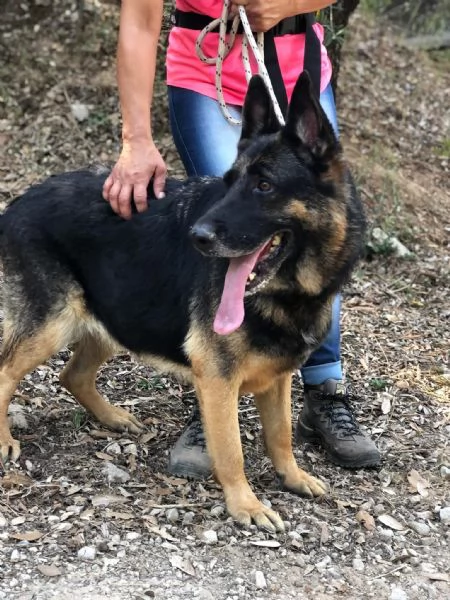 Athena canile basso lazio | Foto 3