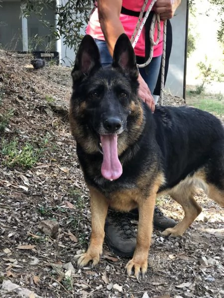 Athena canile basso lazio | Foto 2