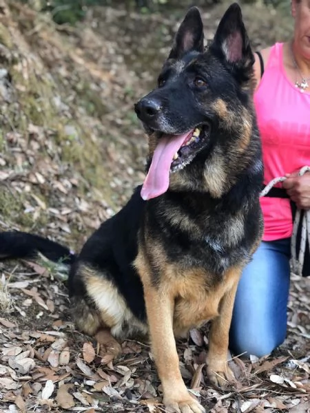 Athena canile basso lazio | Foto 1