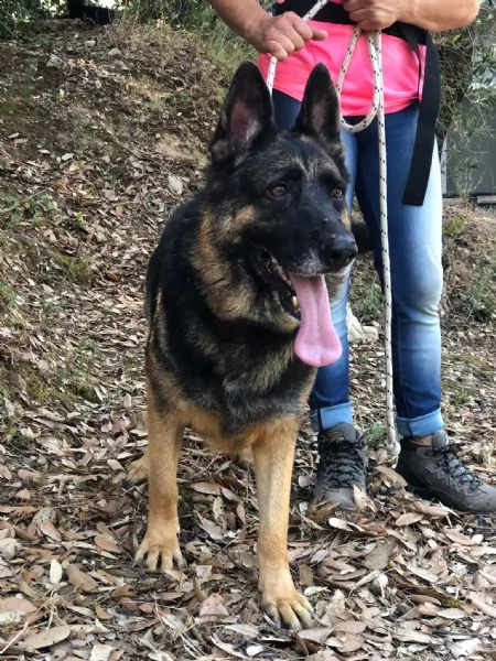 Athena canile basso lazio | Foto 0