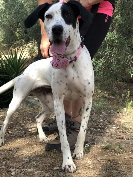 Barbie canile basso lazio | Foto 3