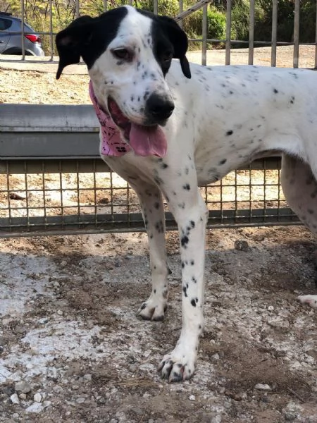 Barbie canile basso lazio | Foto 2