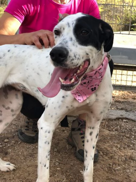 Barbie canile basso lazio | Foto 1