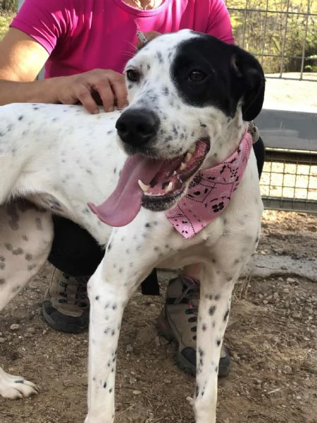 Barbie canile basso lazio | Foto 0