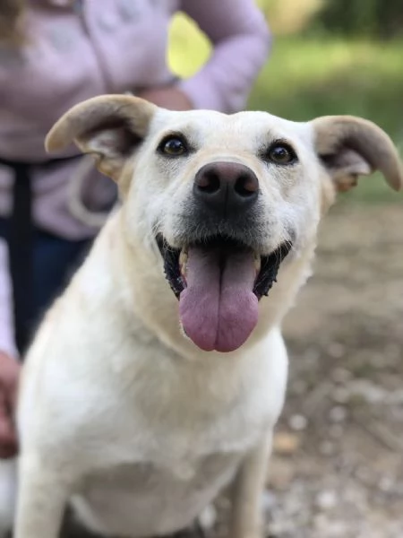 Bella canile basso lazio | Foto 4