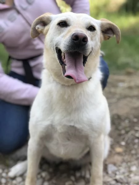 Bella canile basso lazio | Foto 2