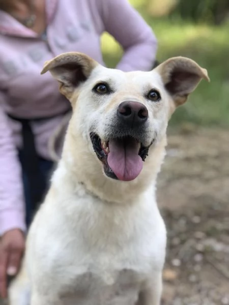 Bella canile basso lazio | Foto 1