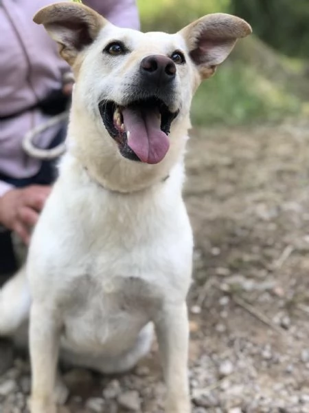 Bella canile basso lazio | Foto 0