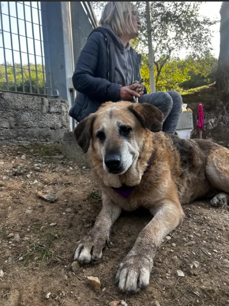 Bellarosa canile basso lazio