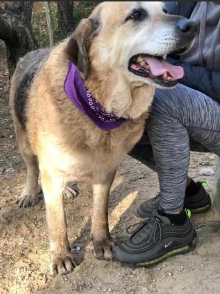 Bellarosa canile basso lazio | Foto 3