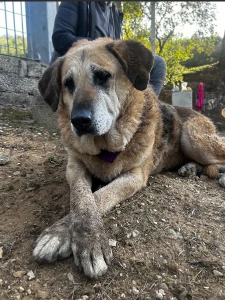 Bellarosa canile basso lazio | Foto 1