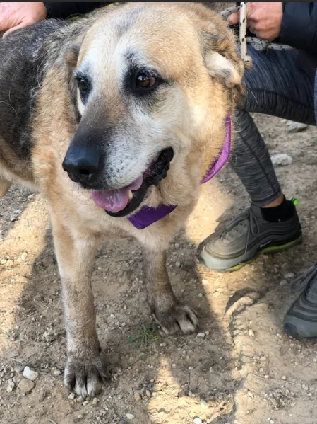 Bellarosa canile basso lazio | Foto 0