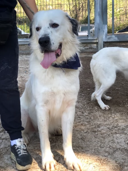 Bernardo canile basso lazio | Foto 3