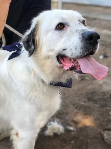 Bernardo canile basso lazio