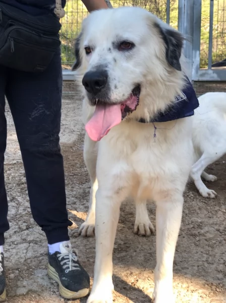 Bernardo canile basso lazio | Foto 1