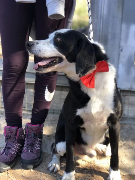 Bruce canile basso lazio | Foto 5