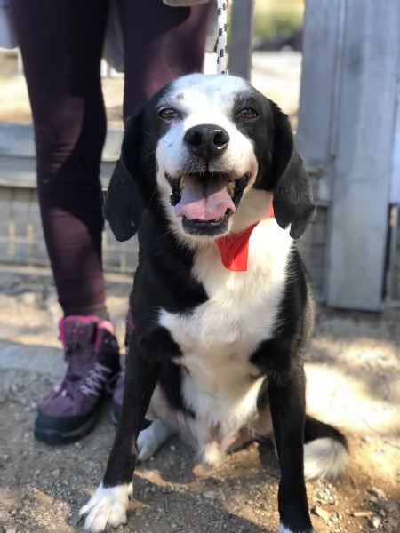 Bruce canile basso lazio