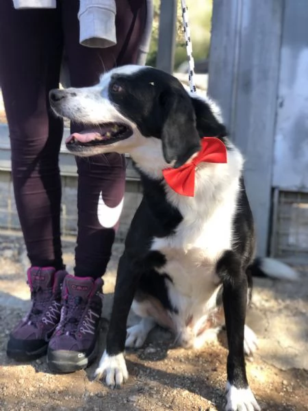 Bruce canile basso lazio | Foto 3