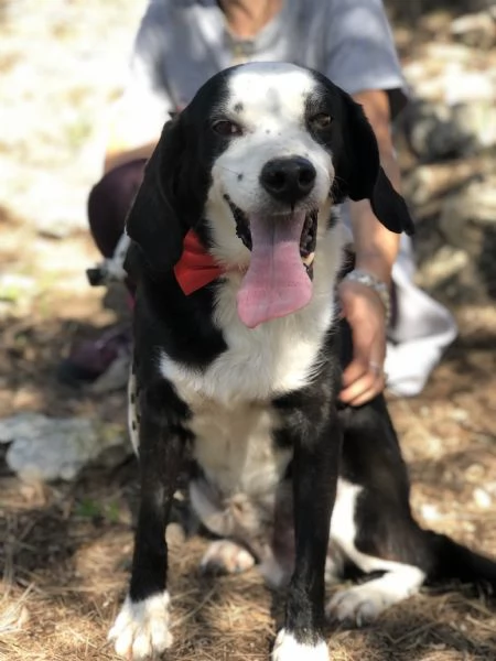 Bruce canile basso lazio | Foto 2