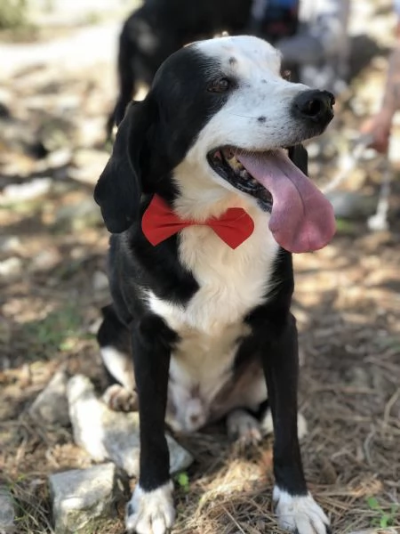 Bruce canile basso lazio | Foto 1