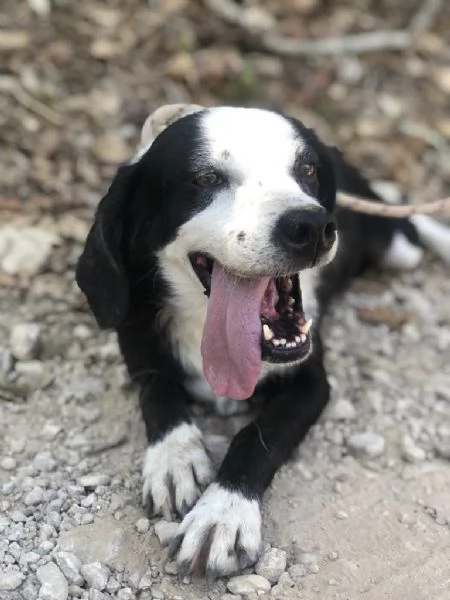 Bruce canile basso lazio | Foto 0