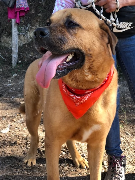 Bud canile basso lazio