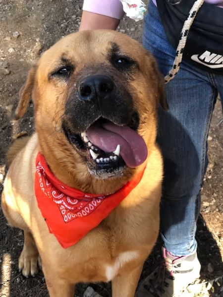 Bud canile basso lazio | Foto 3