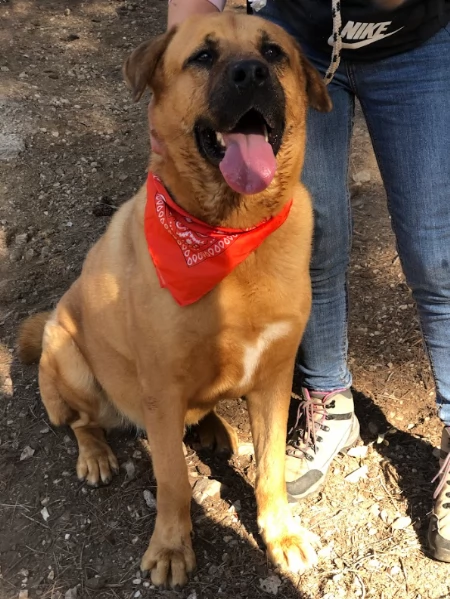 Bud canile basso lazio | Foto 2