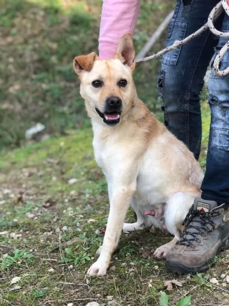 Casper canile basso lazio | Foto 0