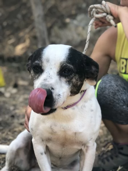 Catia canile basso lazio