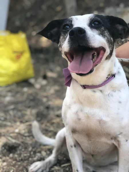 Catia canile basso lazio | Foto 3