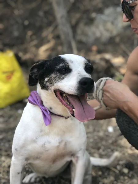 Catia canile basso lazio | Foto 2