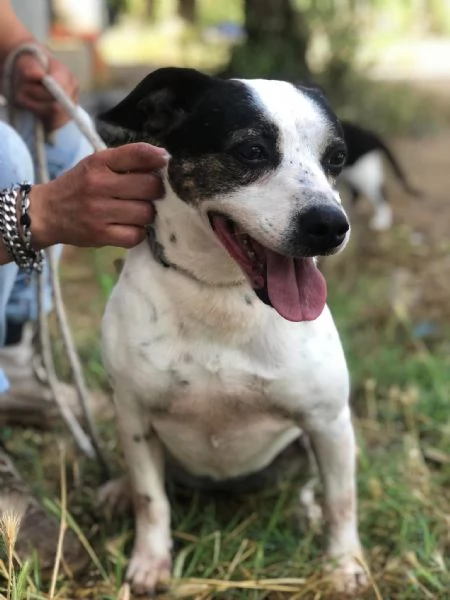 Catia canile basso lazio | Foto 0