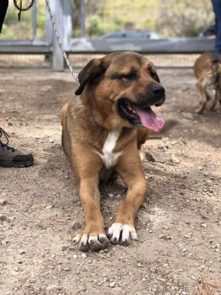 Ceres canile basso lazio | Foto 3