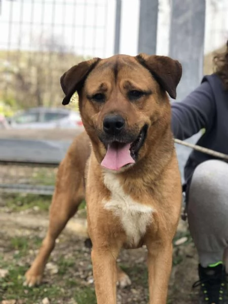 Ceres canile basso lazio