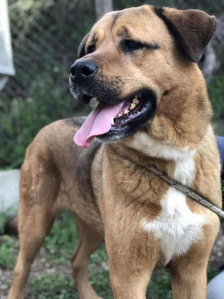 Ceres canile basso lazio | Foto 1