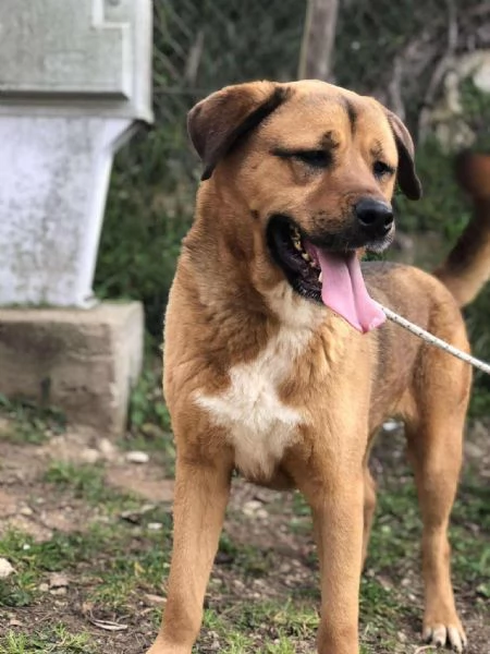 Ceres canile basso lazio | Foto 0