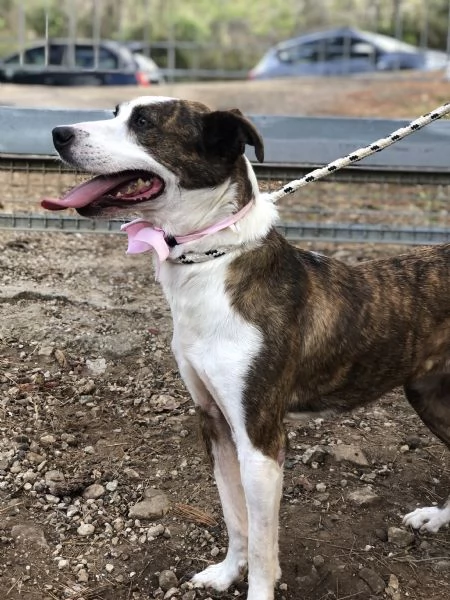 Dalila canile basso lazio | Foto 4