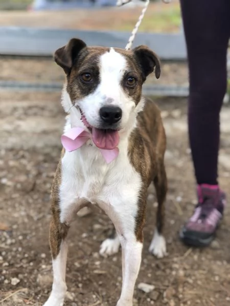 Dalila canile basso lazio | Foto 3