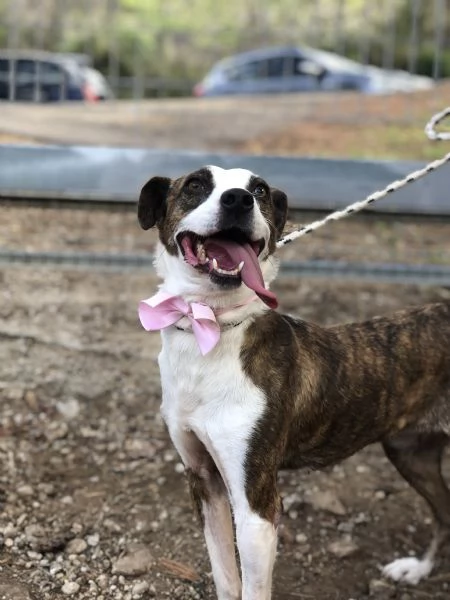 Dalila canile basso lazio | Foto 2