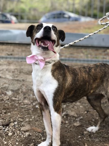 Dalila canile basso lazio