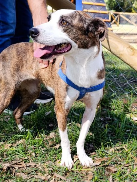 Dalila canile basso lazio | Foto 0