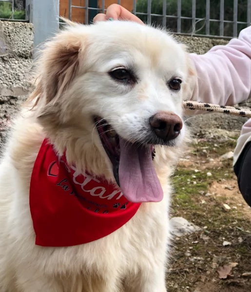 Danita canile basso lazio | Foto 2