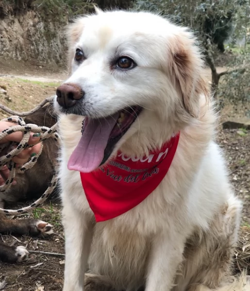 Danita canile basso lazio | Foto 1