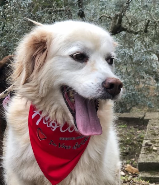 Danita canile basso lazio | Foto 0