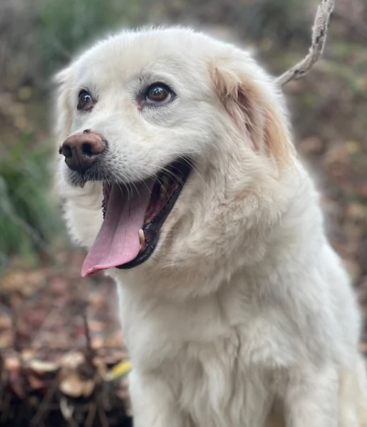 Danita canile basso lazio